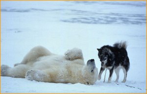 husky-polar-bear-play